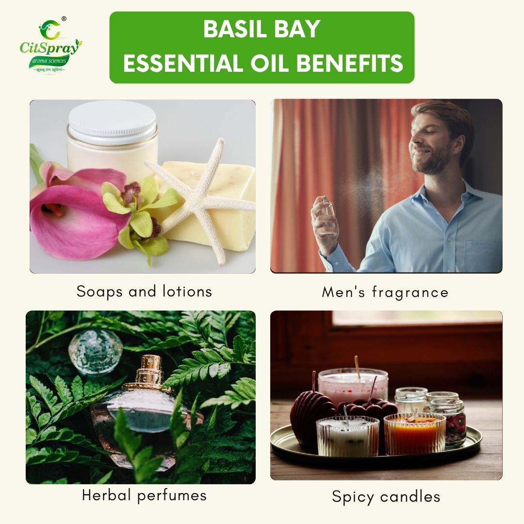 Basil Bay Essential Oil – Invigorating