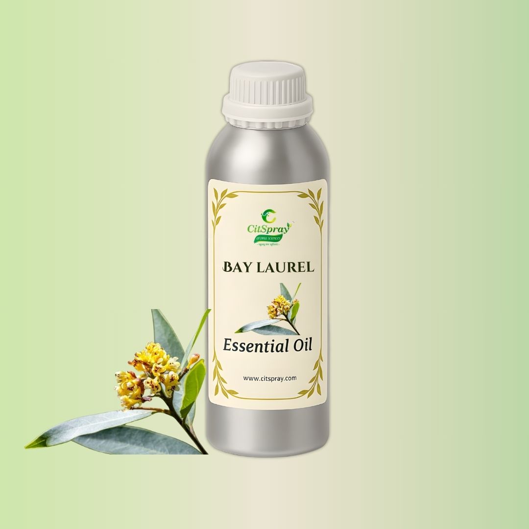 Bay Laurel Essential Oil in CitSpray aluminium bottle. Laurus nobilis oil product.