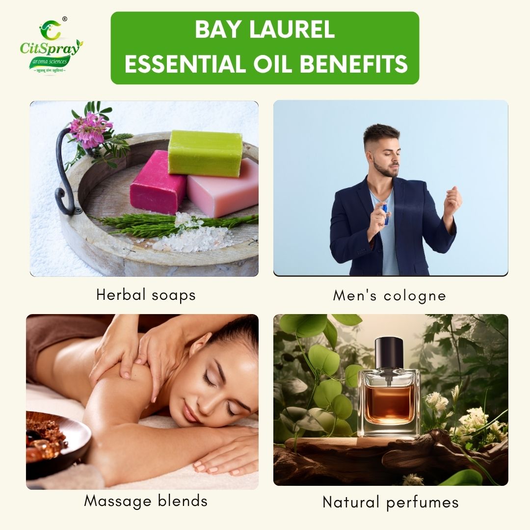 Bay laurel Essential Oil – Immune Support