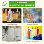 Calamus Essential Oil – Focus Support