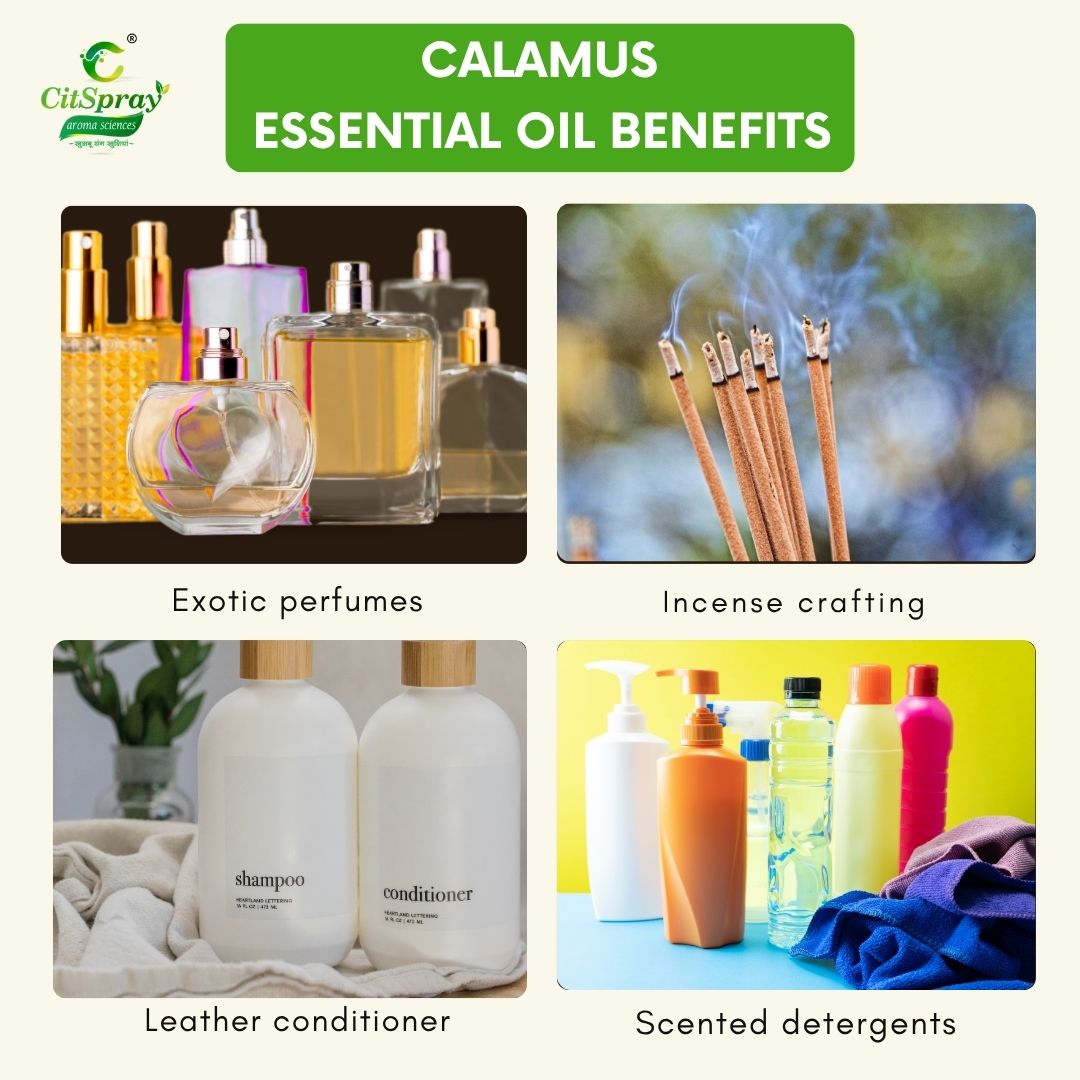 Calamus Essential Oil – Focus Support