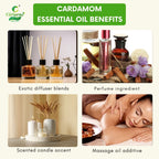 Cardamom Essential Oil – Digestive Support
