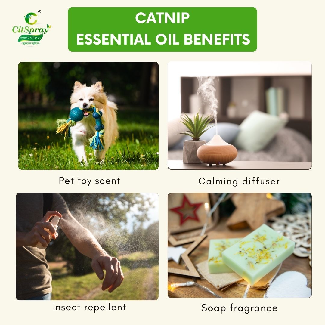 Catnip Essential Oil – Playful Energy