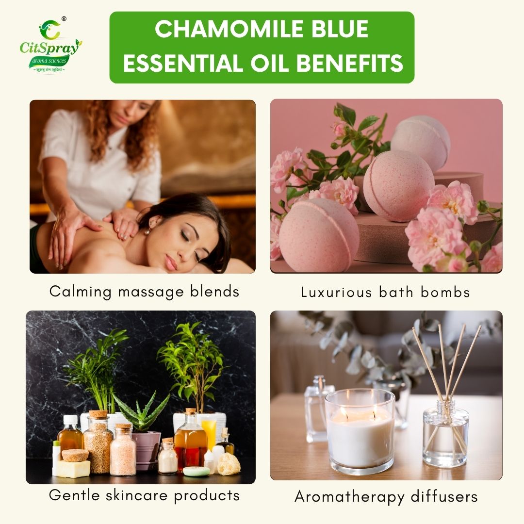 Chamomile Blue Essential Oil – Sleep Aid