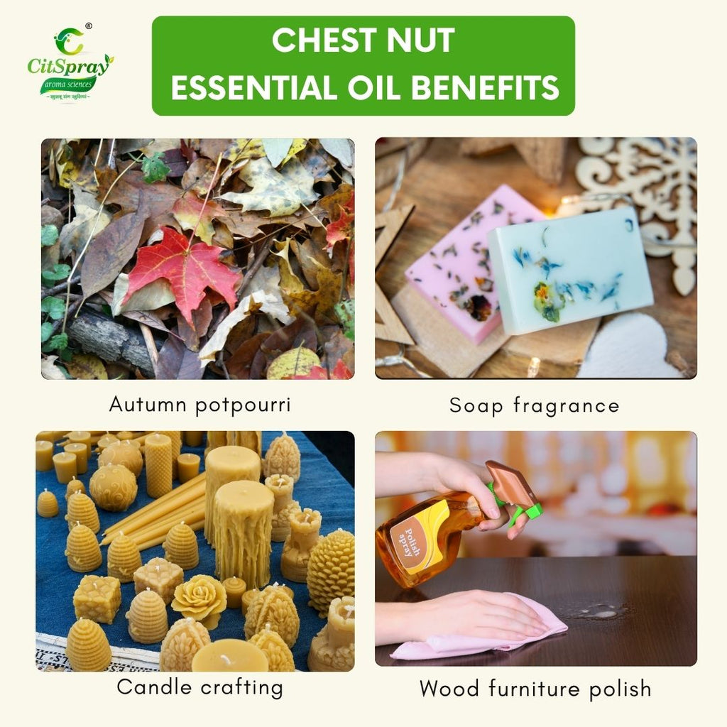 Chest Nut Essential Oil – Grounding Aroma