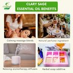 Clary sage Essential Oil – Hormone Balance