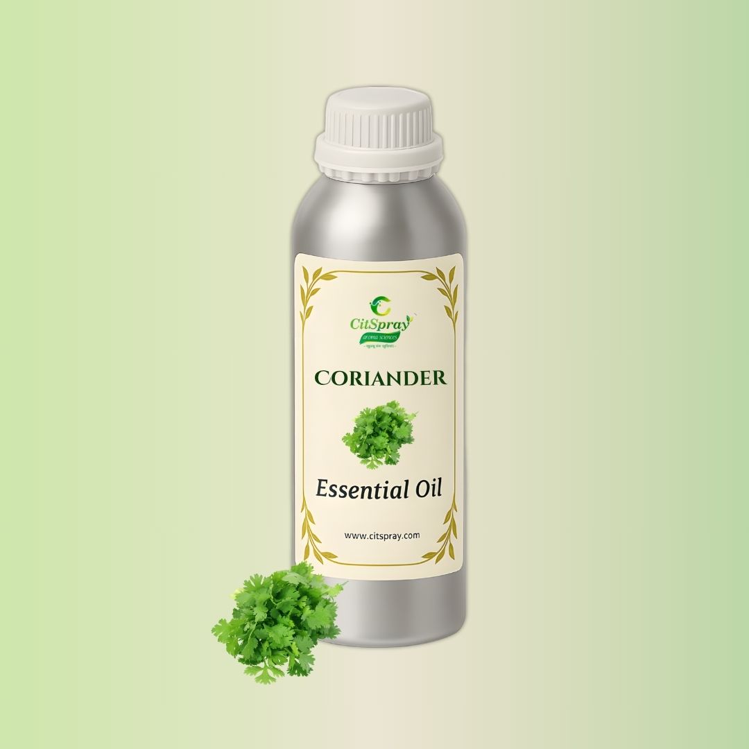 Coriander Essential Oil in CitSpray aluminum bottle. Coriandrum sativum.