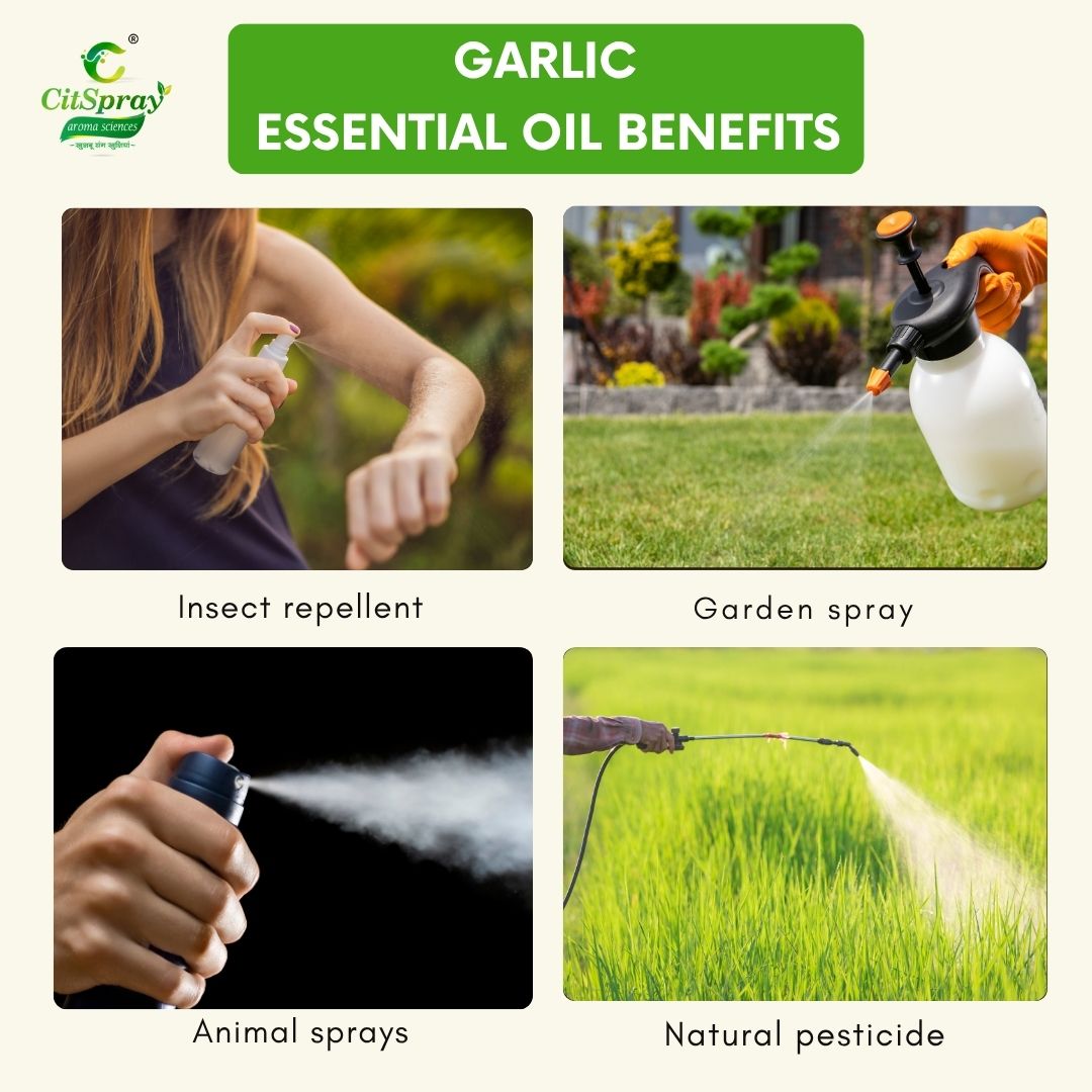 Garlic Essential Oil – Immune Support
