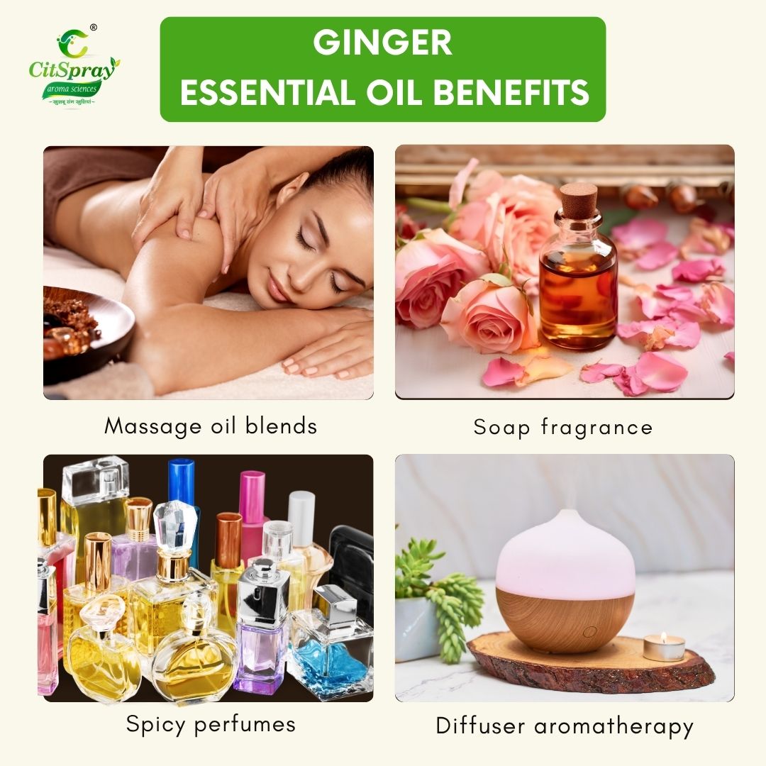 Ginger Essential Oil – Digestive Support