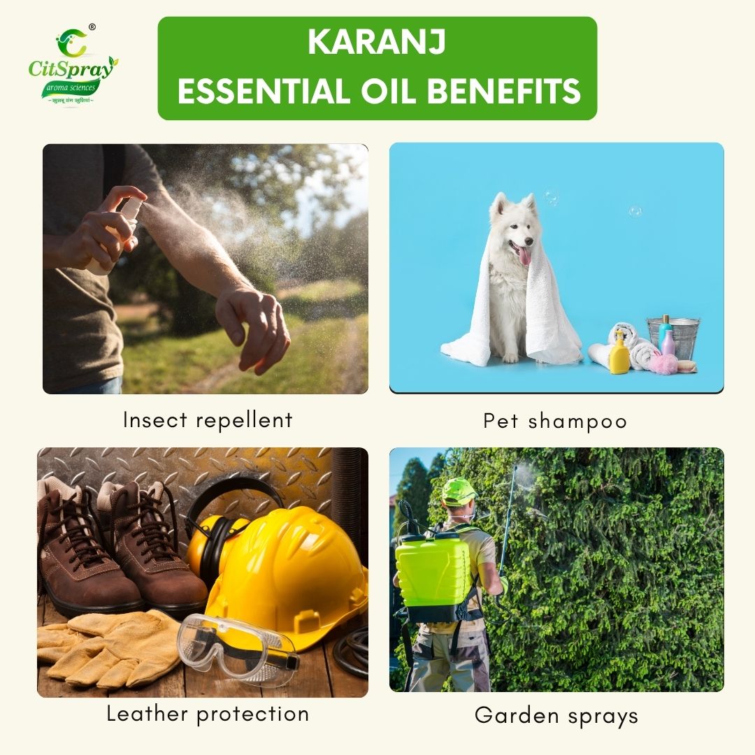 Karanj Essential Oil – Natural Healing