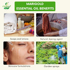 Marigold Essential Oil – Skin Healing