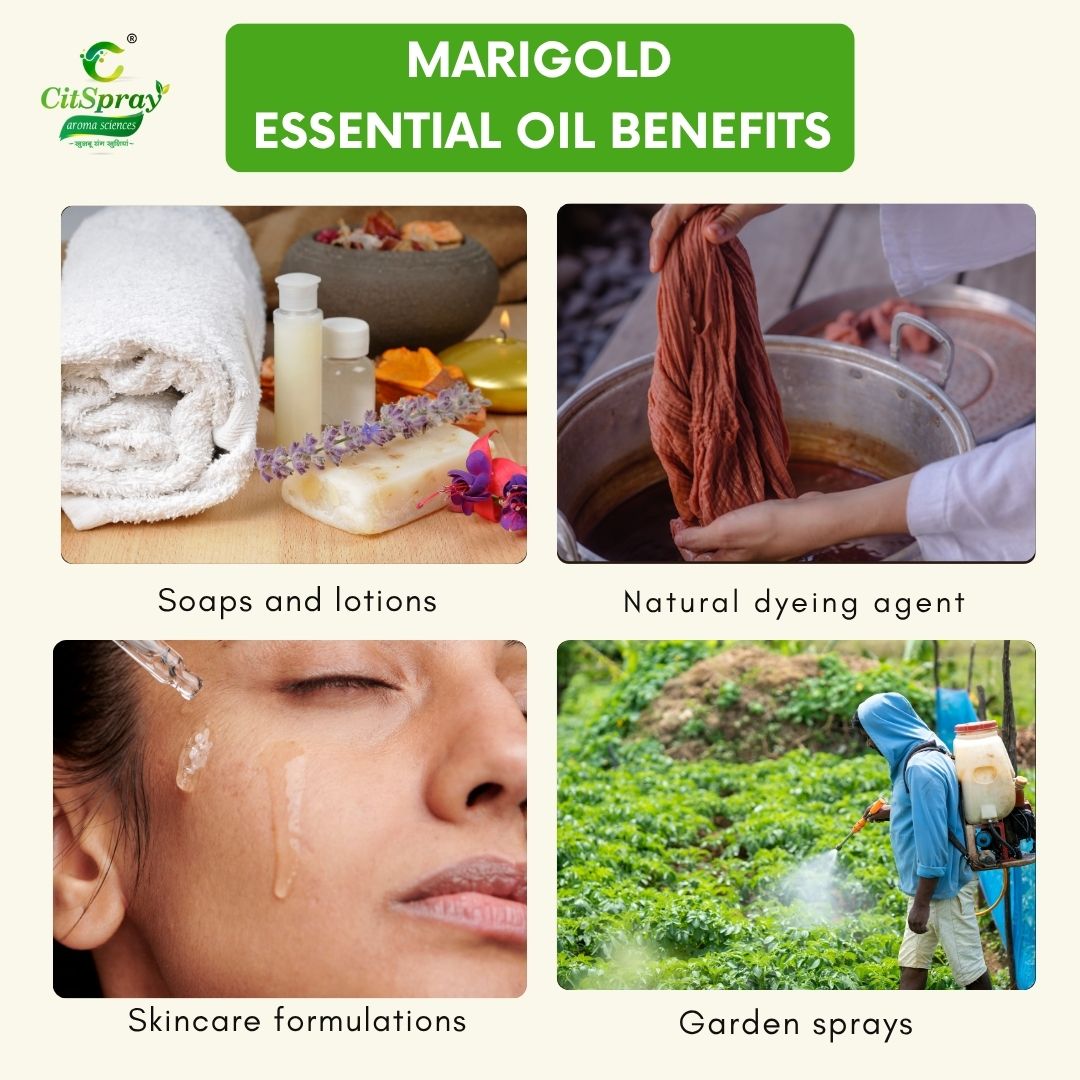 Marigold Essential Oil – Skin Healing
