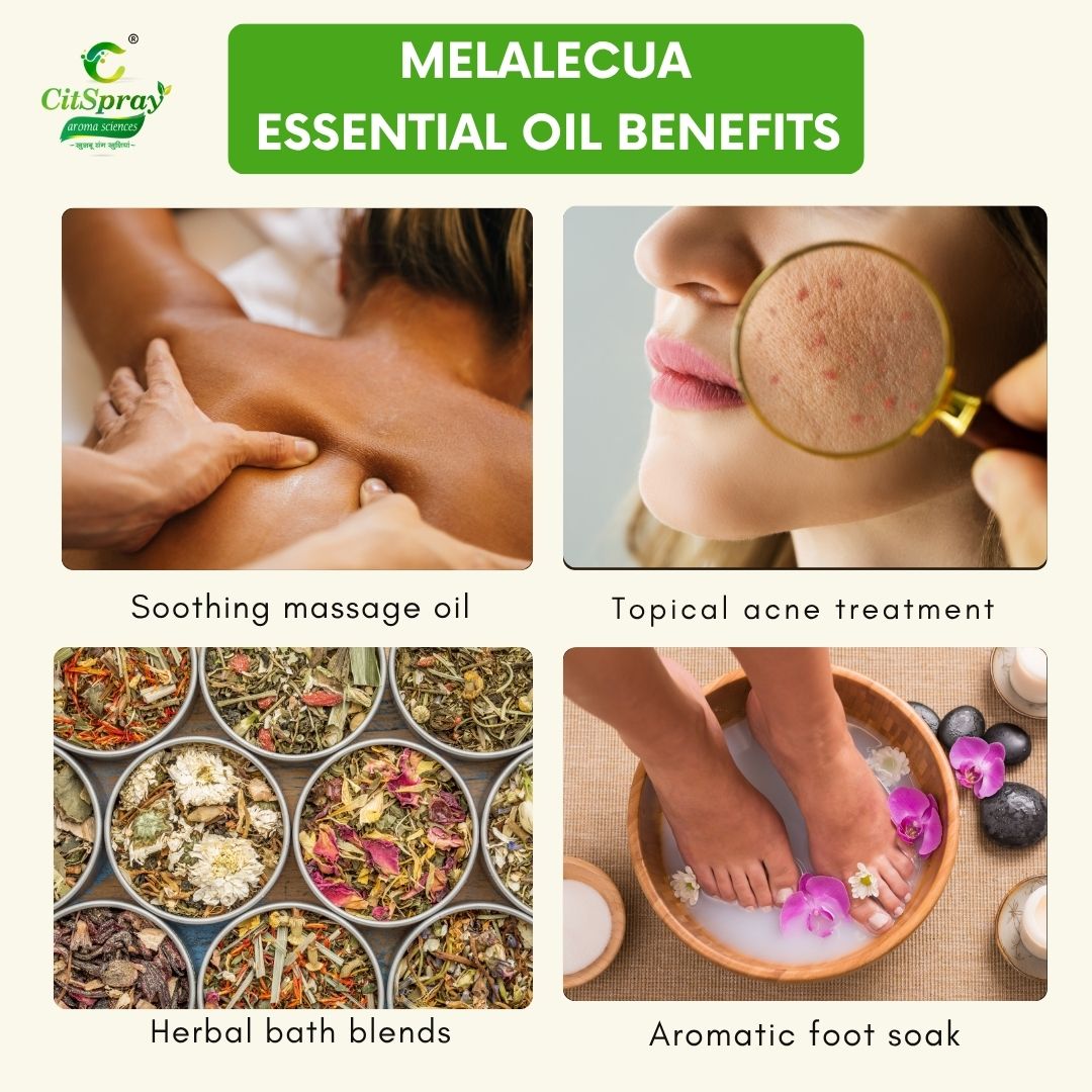Melalecua Essential Oil – Immune Support