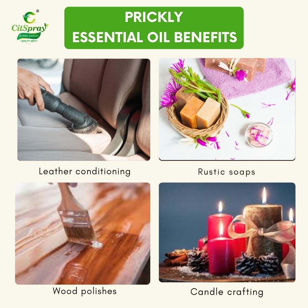 Prickly Essential Oil – Invigorating