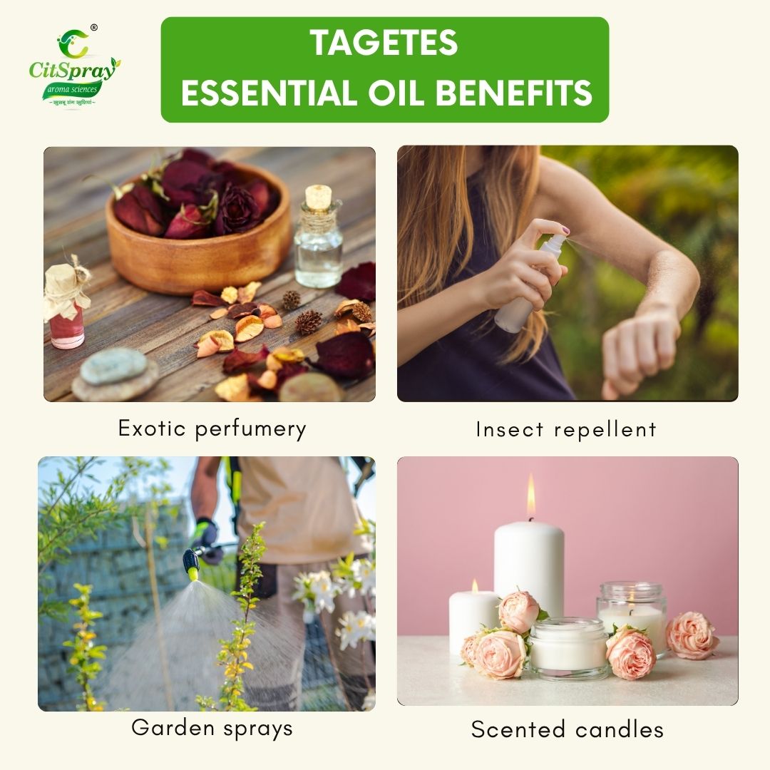 Tagetes Essential Oil – Uplifting
