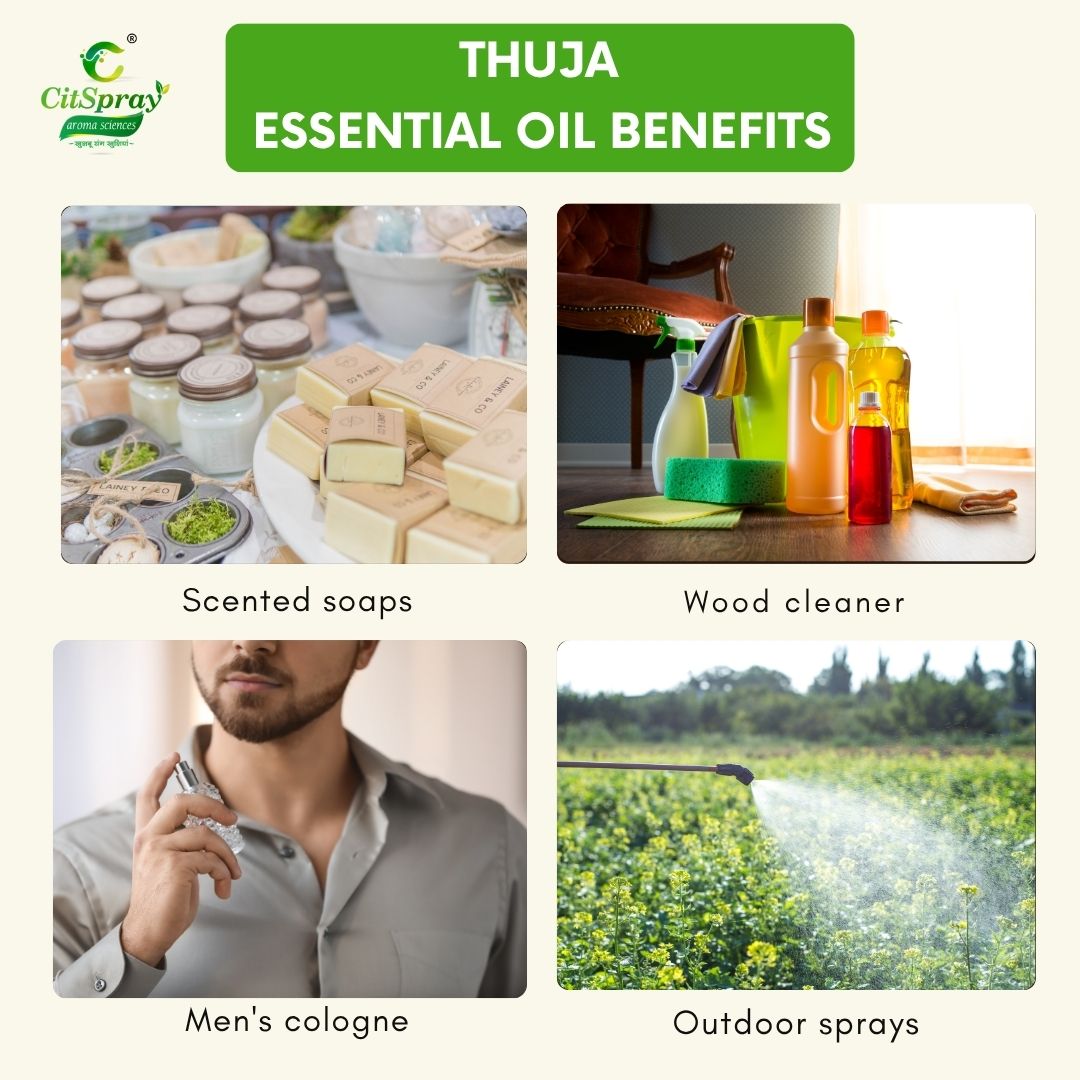 Thuja Essential Oil – Grounding Aroma